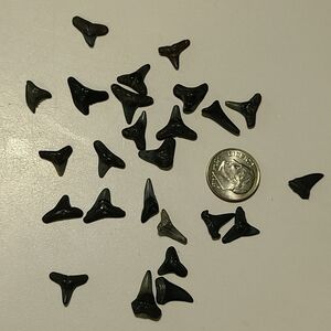 Fossilized Sharks Teeth 25